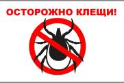 Осторожно! В Костромской области активизировались клещи